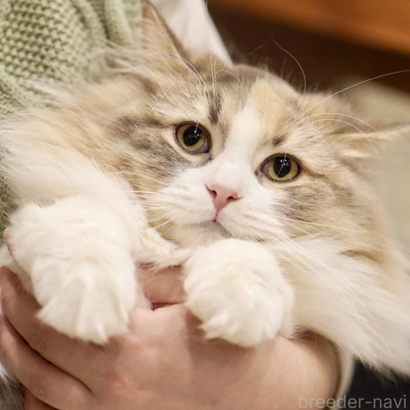 もみじちゃん1枚目
